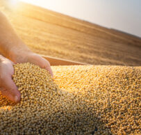 Image of hands scooping up grains